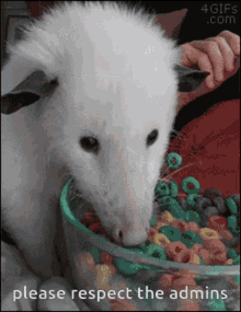 Possum Opossum GIF - Possum Opossum Cereal GIFs