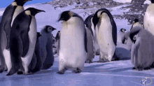Slip GIF - Injury Penguins GIFs