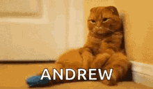 i miss you andrew cat sad bored i miss you andrew cat sad bored