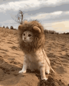 Cat Lion GIF - Cat Lion GIFs
