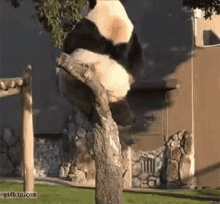 panda climb fall tree heavy