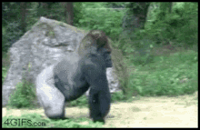 singe gorille