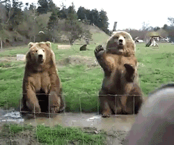 hello-bears.gif