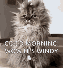 Windy Morning GIF - Windy Morning GIFs
