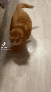 Psycho Cat Kedy GIF - Psycho Cat Kedy Walking Cat GIFs