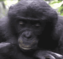 Bonobo Ape GIF - Bonobo Ape GIFs