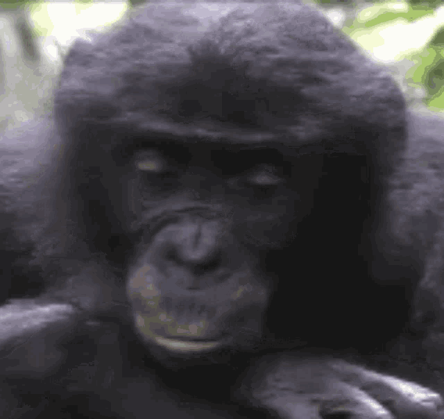 bonobo-ape.gif