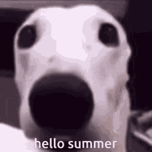 Summer Hello GIF - Summer Hello Hello Summer GIFs
