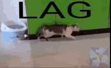 Lag Cat GIF - Lag Cat Walking GIFs
