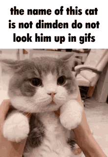 Dimden Not_dimden GIF - Dimden Not_dimden Cat GIFs