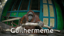 Guilhermeme Orangutan GIF - Guilhermeme Guilherme Orangutan GIFs