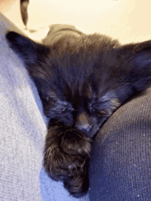 Kitten Black GIF - Kitten Black Dobby GIFs
