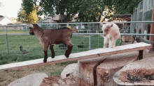 Fall Weed Em And Reap GIF - Fall Weed Em And Reap Goat GIFs