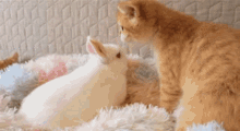 Love Bunny GIF - Love Bunny Cat GIFs