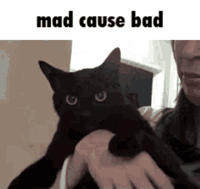 mad cause bad mad cat