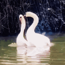 Swan Heart GIF - Swan Heart Love GIFs