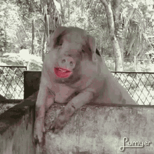 porco wet lips pig flirty