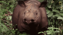 looking around sumatran rhinos are nearly gone new plan launched to save them world rhino day searching observing