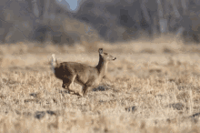 deer run jump leep