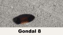gondal gondal8 avery insect memes bug memes