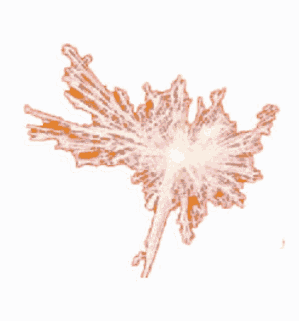 Sparkles GIF Sparkles Discover & Share GIFs