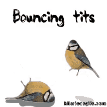 Bouncing Birds Bird GIF - Bouncing Birds Bird British GIFs