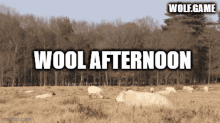 Wool Afternoon Woolish GIF - Wool Afternoon Wool Woolish GIFs