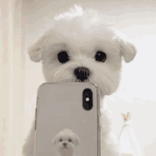 maltese jungkook