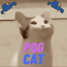 pog cat