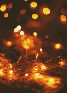 celebrating lighting christmas lights fairy lights
