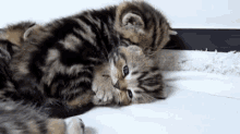 Cuddle Love GIF - Cuddle Love Cat GIFs