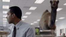 Wednesday Humpday GIF - Wednesday Humpday Camel GIFs