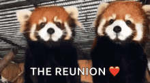 Red Panda Hug GIF - Red Panda Hug Cute GIFs