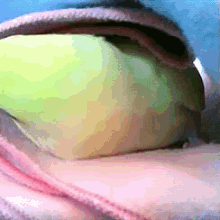 Bird In A Blanket GIF - Cozy Bird Blanket GIFs