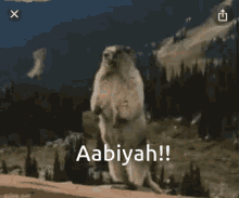 Aabiyah Beaver GIF - Aabiyah Beaver GIFs
