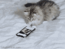 Funny Animals Cute GIF - Funny Animals Cute Cats GIFs