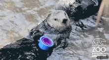 Angry Otter GIF - You See This This Shit It Doesnt Fit GIFs
