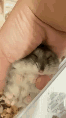 Cute Hamster Hamster Sleeping GIF - Cute Hamster Hamster Hamster Sleeping GIFs