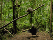 Dancing With The Birds Pick Me GIF - Dancing With The Birds Pick Me Dancing Bird GIFs