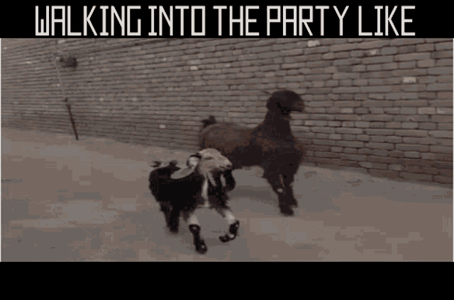 goats-party.gif