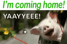 Coming Home Pig GIF - Coming Home Pig Excited GIFs