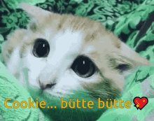 Cat Cookie GIF - Cat Cookie German GIFs