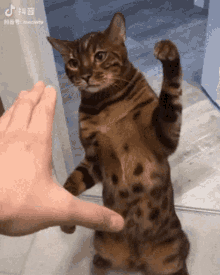 Cat Slap GIF - Cat Slap Mad GIFs