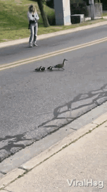 Ducks Viralhog GIF - Ducks Viralhog Ducklings Follow Mom GIFs