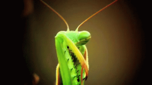 praying-mantis-bugs.gif