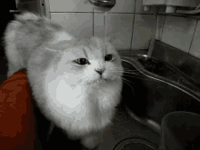 animals lick