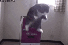jump cat infinity cat