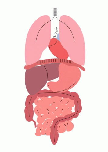 Body Organs GIF - Body Organs Human GIFs
