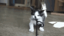 Tug Of War GIF - Cats Kittens Play GIFs