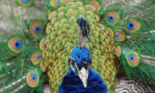 Peacock Bird GIF - Peacock Bird Fabulous GIFs